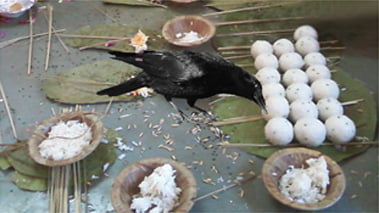 Sarva Pitru amavasya shradh 